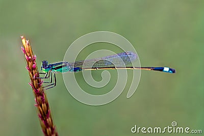 Wonderful closeup needle dragonfly in the evening Stock Photo