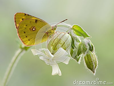 A wonderful Colias hyale sits on a white field flower Stock Photo
