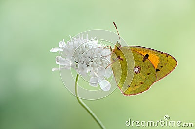 A wonderful Colias hyale sits day on a wite field flower Stock Photo