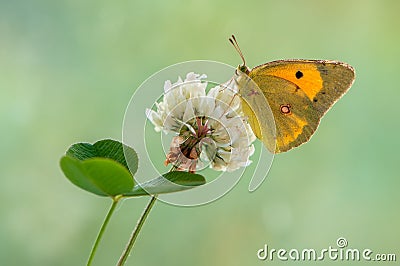 A wonderful Colias hyale sits day on a wite field flower Stock Photo