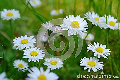 Wonderful dreamlike daisies meadow in spring. Stock Photo