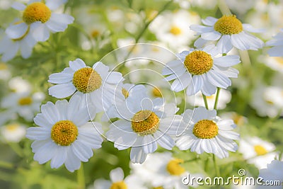 Wonderful dreamlike daisies meadow in the sunlight. Stock Photo