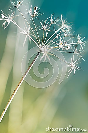 Wonderful dried flower Stock Photo