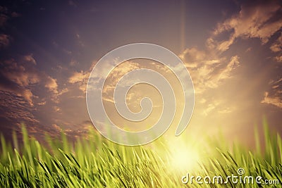 Wonderful evening on the meadow Stock Photo