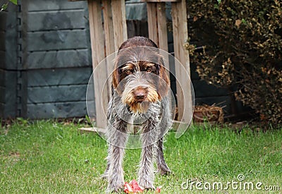 Wonderful face of Bohemian Pointer in whole her beauty. Brown fur with grey colour on legs. Angry face of dog. Bohemian wire in Stock Photo