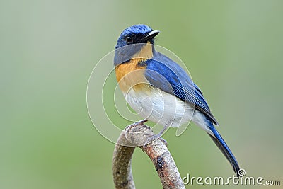 Wonderful face fascinated blue bird with orange feathers on its chest perching on curve twig over soft light and blur green Stock Photo
