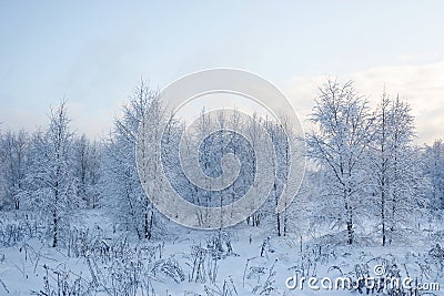 A wonderful fairy-tale forest stands covered with snow. Trees are abstract patterns of snow. Stock Photo