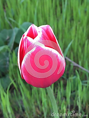 Beautiful crimson tulip with white outskirts on the petals Stock Photo