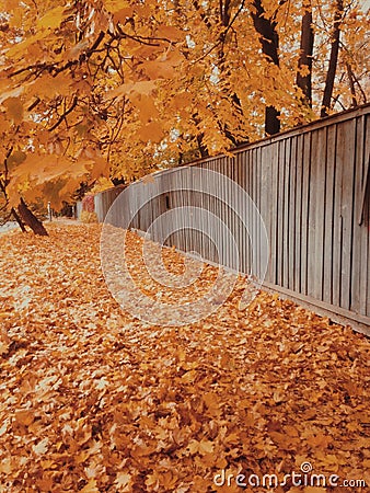 Wonderful golden autumn. Yellow leaves Stock Photo