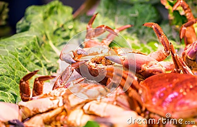 Wonderful great crabs Stock Photo