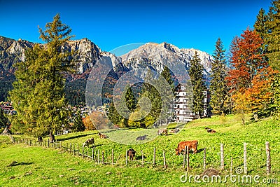 Wonderful green fields with grazing cows,Busteni,Transylvania,Romania,Europe Stock Photo