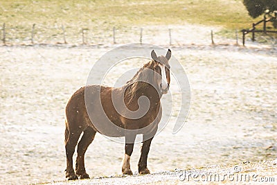 Wonderful horse portrait Stock Photo