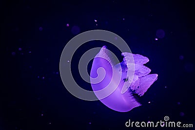 Jellyfish in purple light Stock Photo