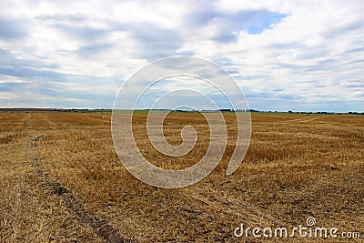 A big yellow field of wheat after harvesting and overcast sky in the background Stock Photo