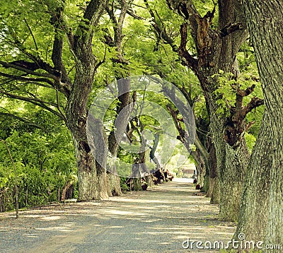 Wonderful landscape, Mekong Delta, row of tree Stock Photo