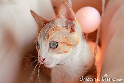 Wonderful little cat posing in front of the camera for several nice shots. Stock Photo
