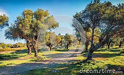 Wonderful morning scene of olive garden with old lighthouse on background Stock Photo