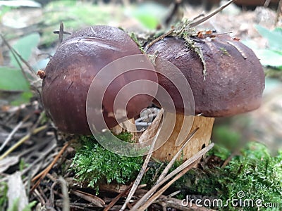 The wonderful mushrooms, Stock Photo