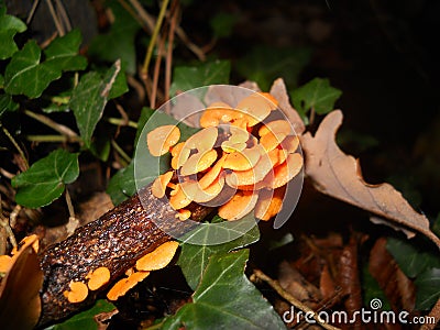 Wonderful mushrooms Stock Photo