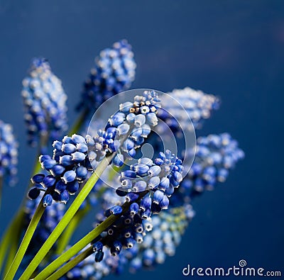 Wonderful muskari bokeh flower Stock Photo