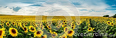 Wonderful panoramic view field of sunflowers Stock Photo