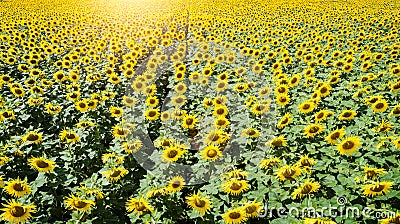 Wonderful panoramic view field of sunflowers by summertime Stock Photo
