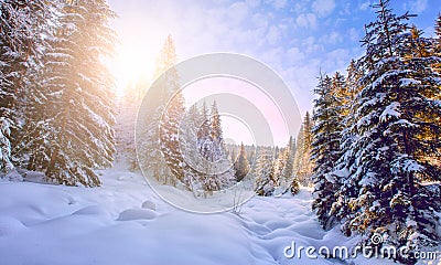 Wonderful Picturesque Winter Landscape. Scenic image of fairy-tale Woodland in sunlit. Beautiful winter landscape with snow Stock Photo