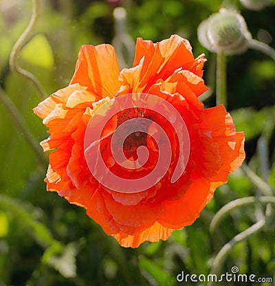 Wonderful poppy field in late may. Landscape with nice sunset over poppy field. Stock Photo