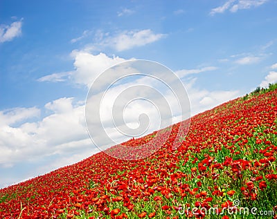 Wonderful poppy flowers Stock Photo