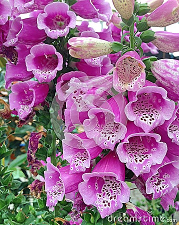 Wonderful purple Digitalis flowers Stock Photo