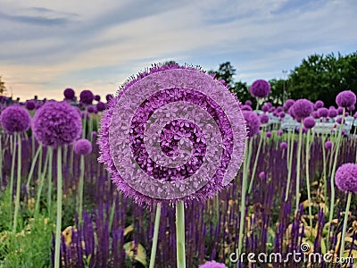 Wonderful purple flowers. Floral background. Background. Stock Photo