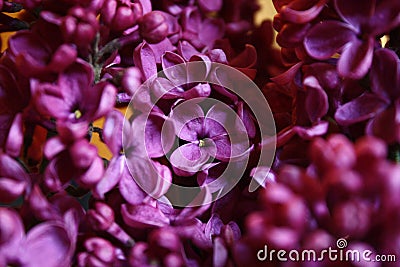 Wonderful purple flowers smell perfect Stock Photo