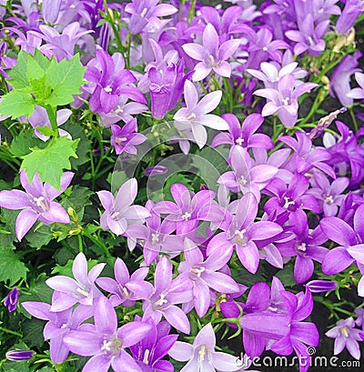 Wonderful purple and lilac colored Campanula Ambella flowers Stock Photo