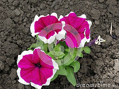 Wonderful red and white periwinkle. Garden periwinkle with bright green leaves. Stock Photo