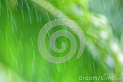 Wonderful refreshing rain in springtime morning. Gently transparent rain drops falling, blurred palm leaves backgrounds Stock Photo