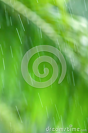 Wonderful refreshing rain in springtime morning. Gently transparent rain drops falling, blurred palm leaves backgrounds Stock Photo