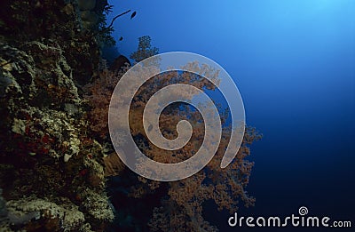 Wonderful sea garden Stock Photo