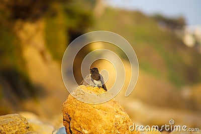 A wonderful shot of a small black bird on a brown stone rock at El Matador beach Stock Photo