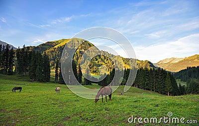 A wonderful summer morning in the mountains. Alpine meadows with horses Stock Photo