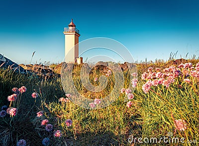 Wonderful summer view of Stafnesviti lighthouse among the field of blooming flowers. Stock Photo