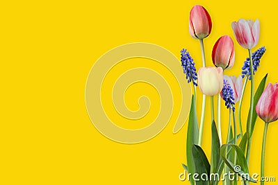 Wonderful Tulips isolated on yellow background, including clipping path. Stock Photo