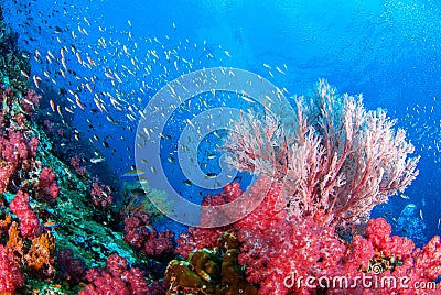 Wonderful underwater and corals and fish. Stock Photo