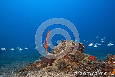 A wonderful underwater and floating fish flocks in the Maldives Stock Photo