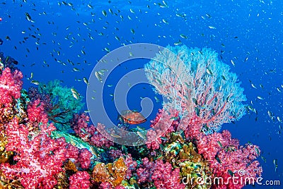 Wonderful underwater scubadiving Underwater seascape. Stock Photo