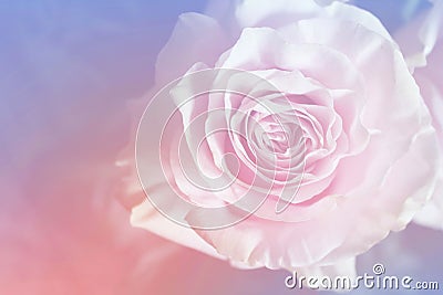 Wonder of love - Pink rose background Stock Photo