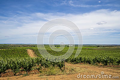 Wonderful view of traditional vineyard, Alentejo wine route, Beja, Alentejo, Portugal Stock Photo