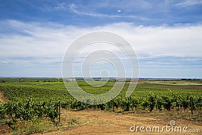 Wonderful view of traditional vineyard, Alentejo wine route, Beja, Alentejo, Portugal Stock Photo