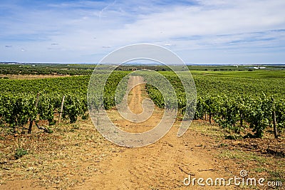 Wonderful view of traditional vineyard, Alentejo wine route, Beja, Alentejo, Portugal Stock Photo