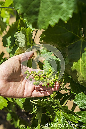 Wonderful view of traditional vineyard, Alentejo wine route, Beja, Alentejo, Portugal Stock Photo