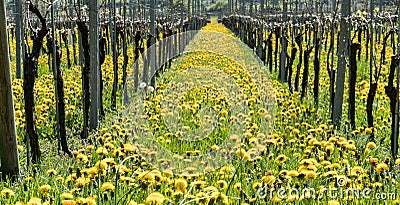 Wonderful view of vineyards in spring with yellow flowers and endless rows of vines Stock Photo